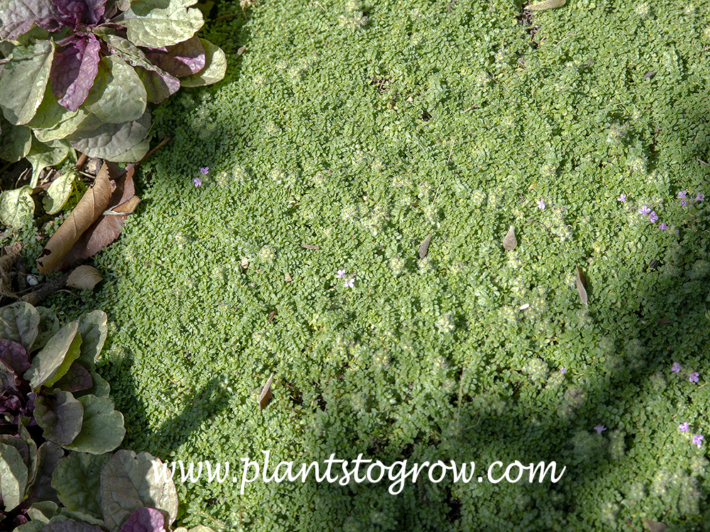Creeping Thyme (Thymus praecox ssp arcticus)